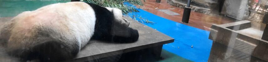 成都之行