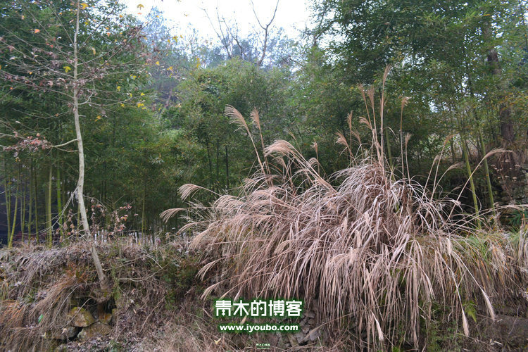 天台山慈恩寺修行之旅