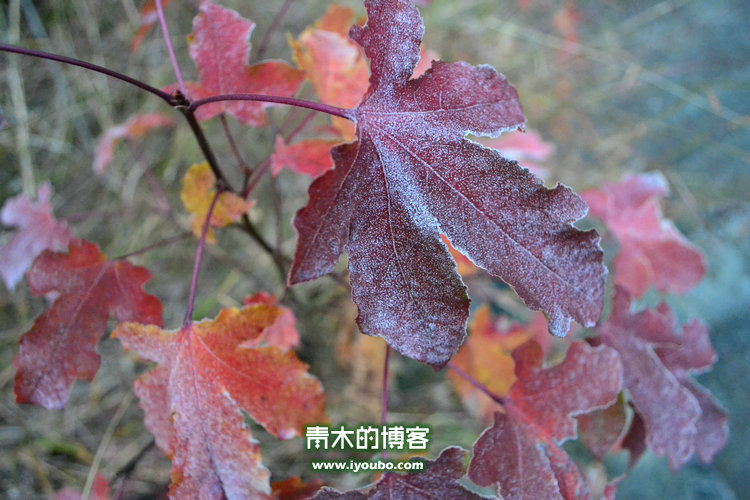 天台山慈恩寺修行之旅