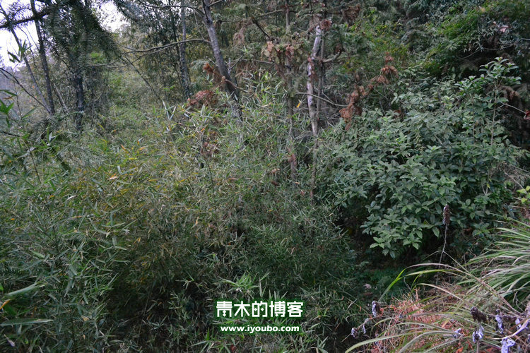 天台山慈恩寺修行之旅