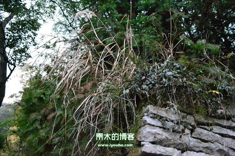 天台山慈恩寺修行之旅