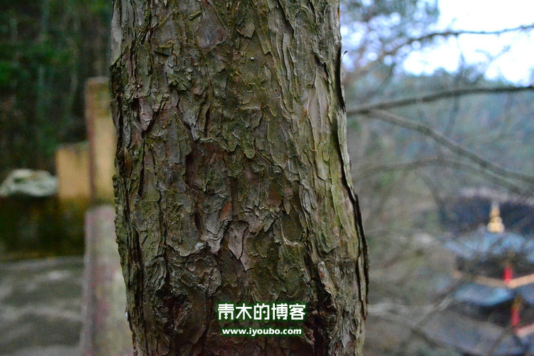 天台山慈恩寺修行之旅