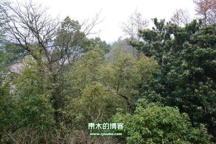 天台山慈恩寺修行之旅