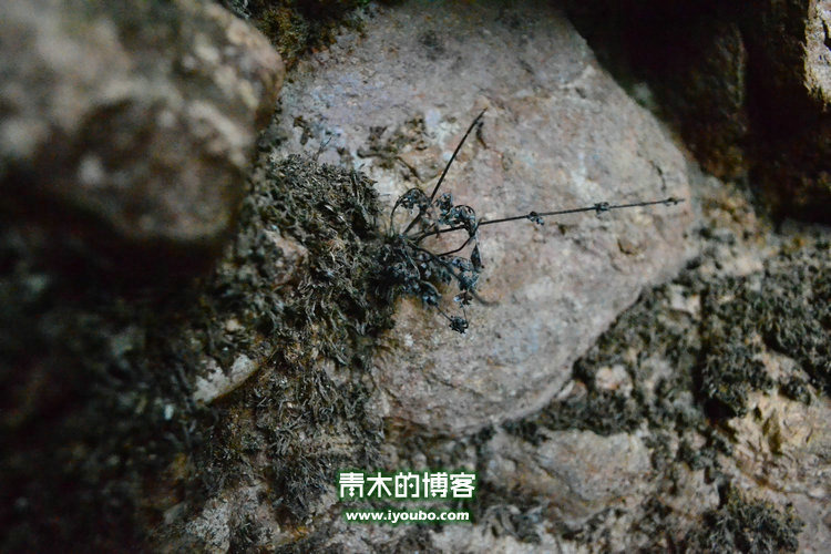 天台山慈恩寺修行之旅