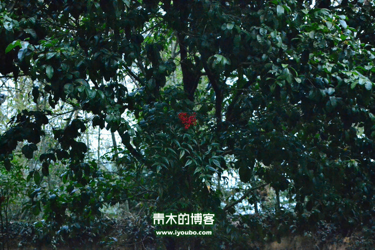 天台山慈恩寺修行之旅