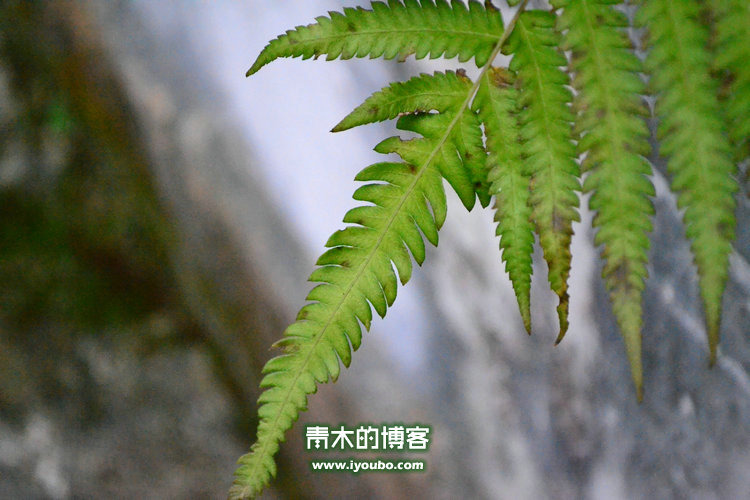 天台山慈恩寺修行之旅