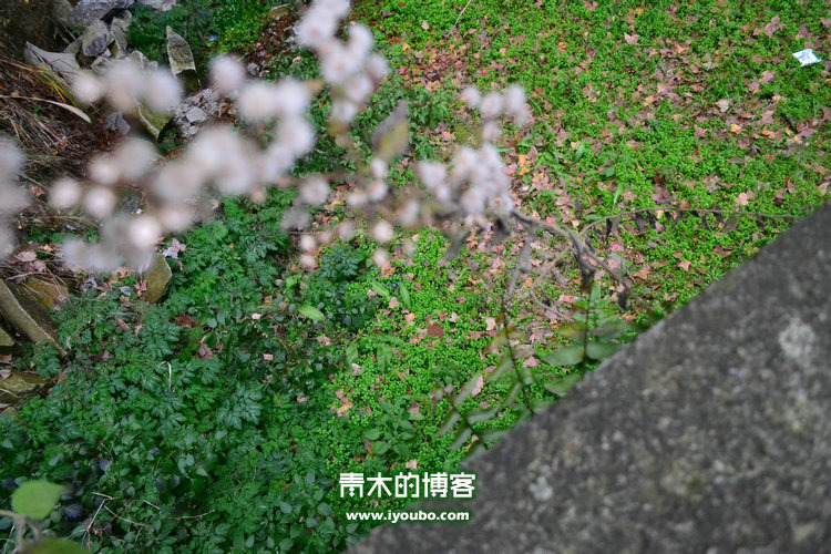 天台山慈恩寺修行之旅