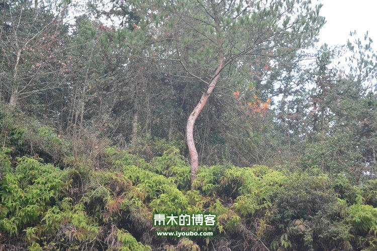 天台山慈恩寺修行之旅