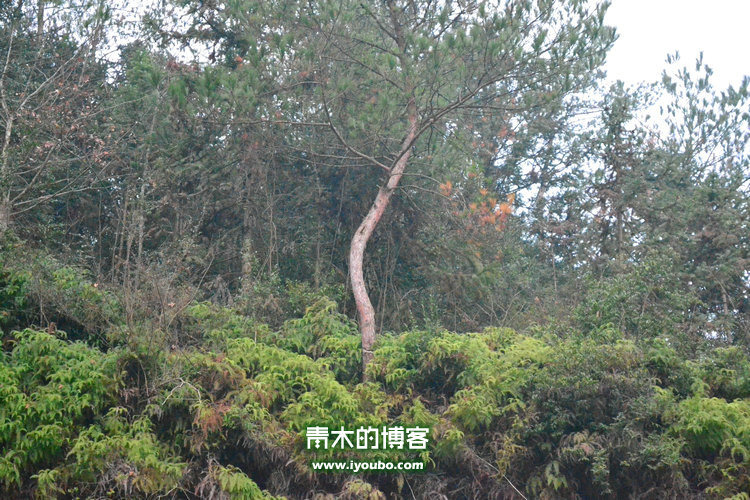 天台山慈恩寺修行之旅