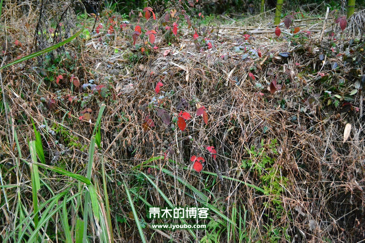 天台山慈恩寺修行之旅